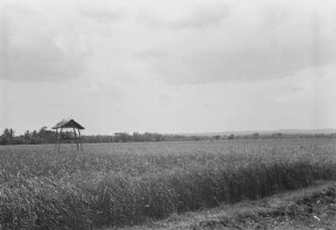 Reisfelder mit Wachthäuschen : Kulturlandschaft mit einem Hochsitz in einem Feld
