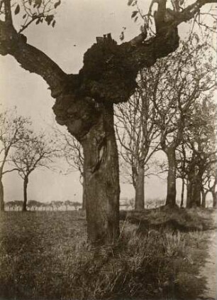 Sauerkirsche (Prunus cerasus). Stamm mit Knollenbildung