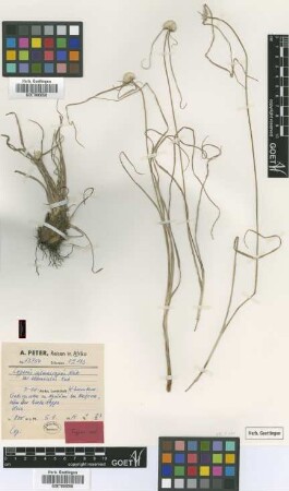 Cyperus submacropus Kük. var. abbreviatus Kük.[type]