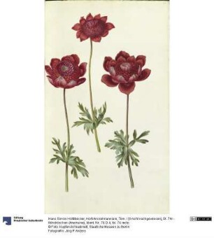 Horti Anckelmanniani, Tom. I [II nicht nachgewiesen], Bl. 74r - Windröschen (Anemone)