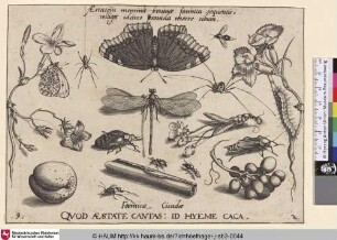 Formica Cicadae [Insekten, Pflanzen und Früchte mit Libelle im Zentrum]
