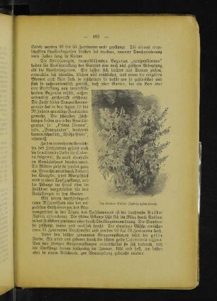 Leuchtender Salbei (Salvia splendens).