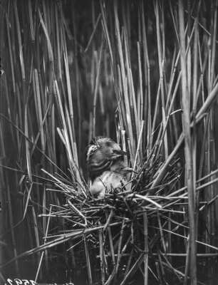 Zwergdommel : Zwergdommel (Ixobrychus minutus Linnaeus), adulter Vogel und Jungvogel im Nest.
