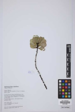 Melicope clusiifolia (A. Gray) T.G. Hartley & B.C. Stone