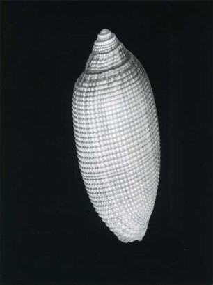 Cylindra sinesensis Rve. M., Chinesisches Meer