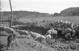Schaftrieb und Schafzucht