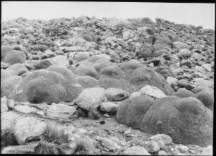 Yareta-Vegetation in der Kordillere von Chungará