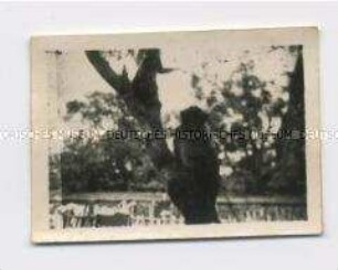 Auf einem Baum sitzender Affe, Foto aus dem Indochina-Konvolut des Legionärs Harry Weiss