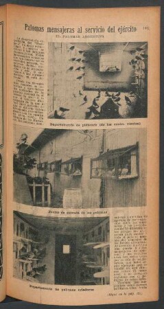 Palomas mensajeras al servicio del ejército : Palomar Argentino