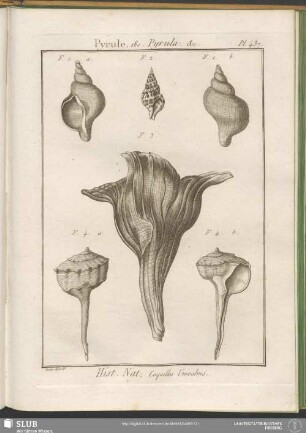 Pl. 437. Pyrule, &c. Pyrula. &c.