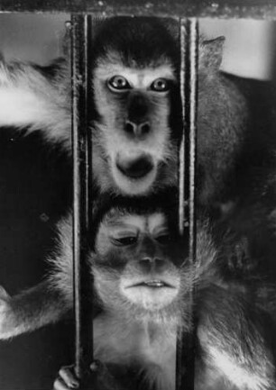 Hamburg-Stellingen. Tierpark Hagenbeck. Ein Paviane in ihrem Gehege. Sie schauen durch das Gitter und scheinen zu rufen: "Kann uns denn niemand befreien?"