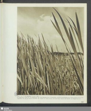 Auf einem Feld