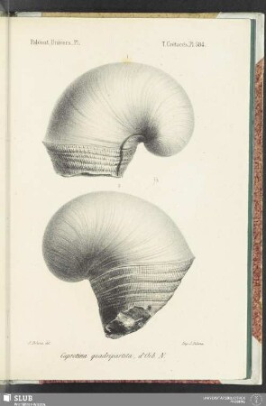 Pl. 584