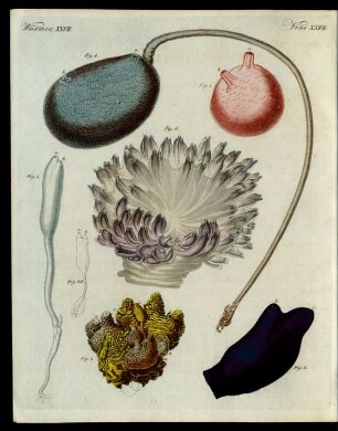 Merkwürdige Mollusken.