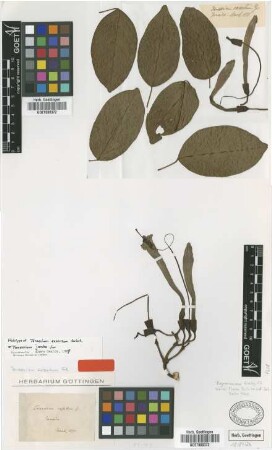 Tanaecium exsertum Griseb. [holotype]