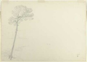 Baum in einer Landschaft