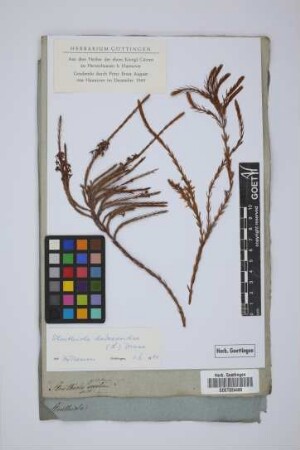 Struthiola glabra L.
