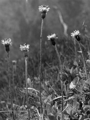 Alpen-Brandlattich (Homogyne alpina), Pflanzenart aus der Gattung Brandlattich (Homogyne) in der Familie der Korbblütler (Asteraceae)