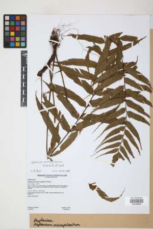 Asplenium micropaleatum