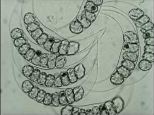 Dissodinium lunula (Dinophyceae) - Vegetative Vermehrung