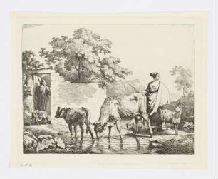 Kuh und Kalb passieren das Wasser