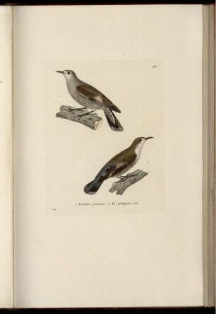 Echelet picumne [bis] Oiseau-mouche superbe