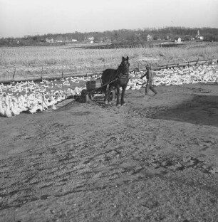 Long Island, Entenfarm