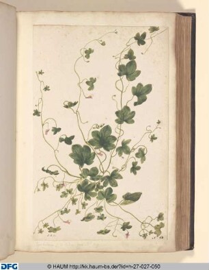 Cymbaleria. Eadem quae No 49.