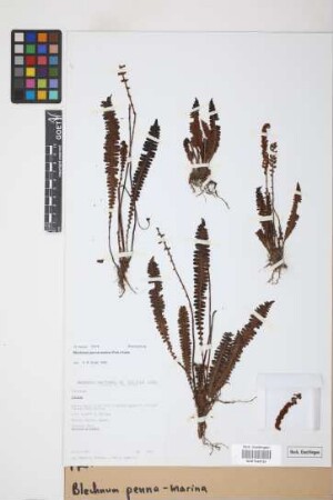 Blechnum penna-marina (Poir.) Kuhn