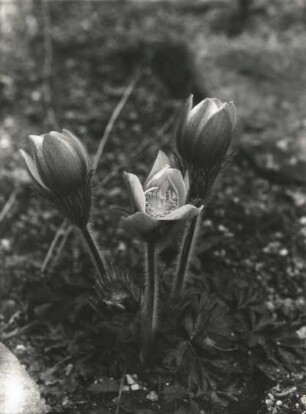 Kuhschellen oder Küchenschellen (Pulsatilla) bilden eine Pflanzengattung in der Familie der Hahnenfußgewächse (Ranunculaceae)