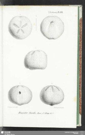 Pl. 891