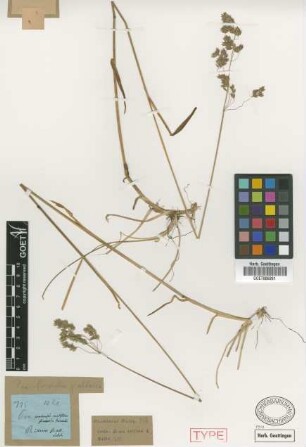 Poa trivialis L. var. Griseb. altaica[holotype]