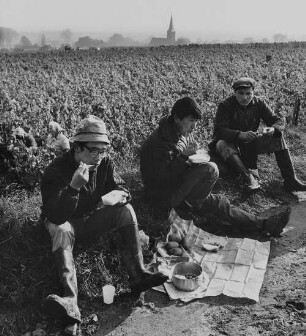 Archivfotografie "arbeit_wein_lese_19033"
