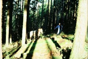 Forstarbeiter mit Kalblutpferd bei der Arbeit im Wald