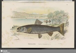 Seeforelle. Salmo lacustris. L.