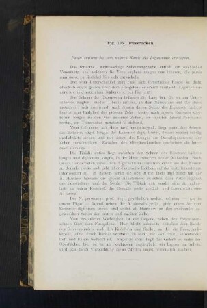 Fig. 116. Fussrücken.