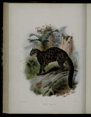[XXIII.] Felis Tristis