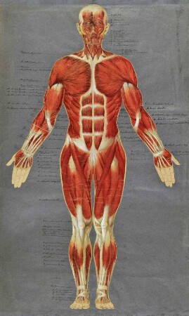 Anatomische Tafel, Vorderansicht
