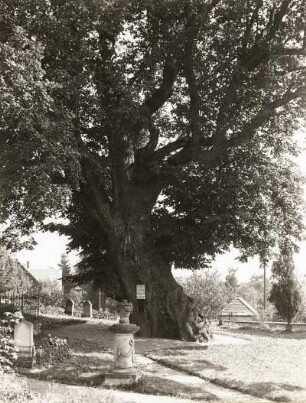 Collm. Linde (Tilia) auf dem Friedhof. Ansicht von Westen