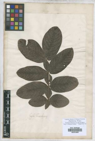 Inga