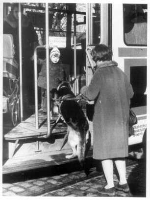 Oftersheim. Führhund hilft beim Besteigen der Straßenbahn