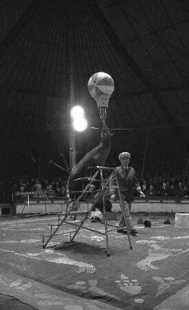 Gastspiel des Zirkus Hagenbeck in Karlsruhe.
