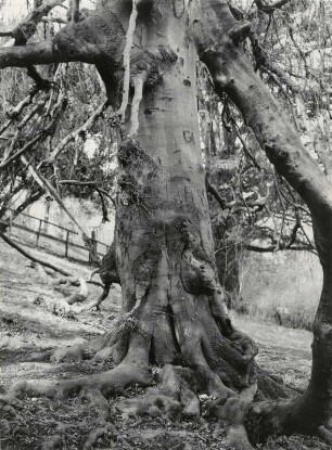 Alter Baum, Detail