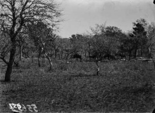 Gnus und Kudus : Gnus und Kudus unter Bäumen im Krüger-Nationalpark.