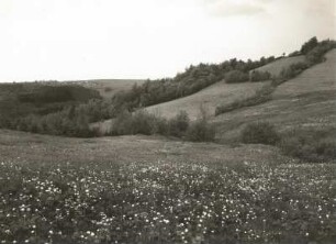 Trollblumen (Trollius europaeus) im Oelsengrund im Osterzgebirge. Am Horizont Breitenau