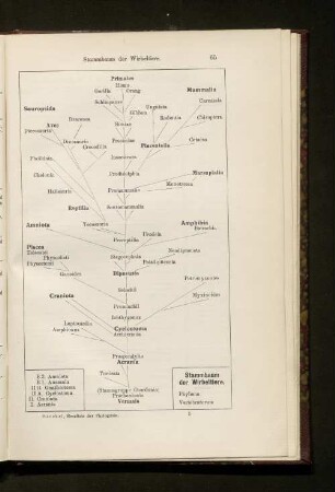 Resultate der Phylogenie.