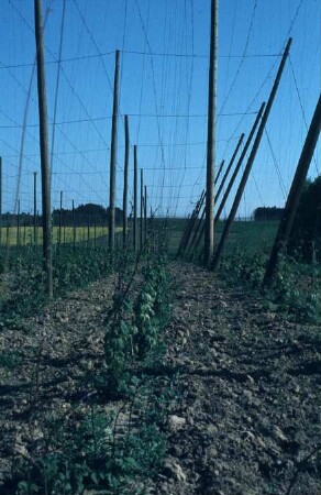 Fotografie: Pflanzenproduktionsverfahren, Sonderkulturen, Hopfen