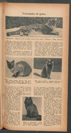 Variedades de gatos