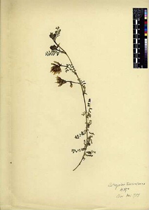 Leguminosae Astragalus tuberculosus Candolle, Augustin Pyramus de (1778 - 1841)