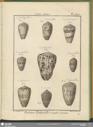 Pl. 320. Cone. Conus
